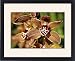 Framed Prints of Miniature Cymbidium, Samares Lewes Orchid from Prints Prints Prints