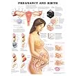 Anatomical Chart Company Pregnancy And Birth Chart