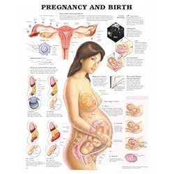 Anatomical Chart Company Pregnancy And Birth Chart
