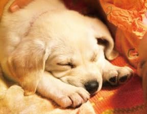 パートナーズ　～盲導犬チエの物語～ [DVD]