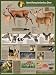Selective Antlerless Deer Harvest Poster