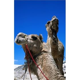 photographie Camels for hire at Stockton Sand Dunes. est disperible en (L x H): 20 x 30 cm de D. ...