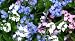 150 Mixed Forget Me Not Seeds By Seed Needs