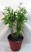 9GreenBox - Dwarf Pomegranate Mame Bonsai Great Fruiting Plant