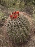 Barrel Cactus is Blooming in Summer Monsoon Photographic Poster Print by George Grall, 24x32