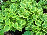 Hosta 'Grand Tiara'