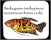 Mouse Pad with fish, aquarium