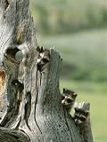 Group of Young Racoons Peer Out From Behind a Tree Stump Photographic Poster Print by Norbert Rosing, 30x40