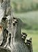 Group of Young Racoons Peer Out From Behind a Tree Stump Photographic Poster Print by Norbert Rosing, 12x16