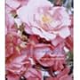 Roses for the Smaller Garden