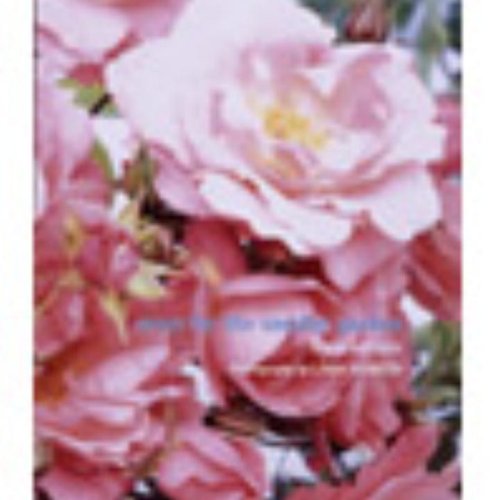 Roses for the Smaller Garden