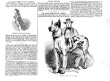 GREAT AMERICAN DOG PRINCE antique print 1857