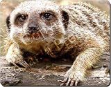 Review Advanta  / MEERKAT BIRTHDAY/CHRISTMAS GIFTS Mouse Mat
