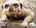 Kitchen & Housewares : MEERKAT BIRTHDAY/CHRISTMAS GIFTS Mouse Mat