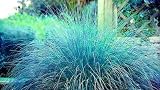 Blue Eros Love Grass 15 Seeds - Eragrostis - NEW