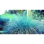 Blue Eros Love Grass 15 Seeds - Eragrostis - NEW
