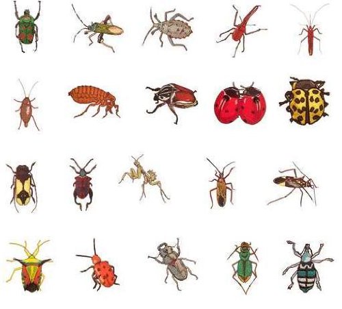 Brother/babylock Embroidery Machine Card Insects 