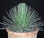 Twin Flowered Agave Plant