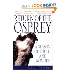 Return of the Osprey: A Season of Flight and Wonder