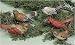 Pack of 5 Nature's Story Teller Porcelain Bird Clip-On Christmas Ornaments