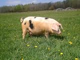 Gourmet Organic Free Range GRASS FED Pork Sausage Pack. 8 Pounds