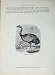 Cassell'S Birds C1870 Nandu Rhea Winged Cursorial Bird