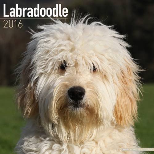 Labradoodle Calendar - Only Dog Breed Labradoodle Calendar - 2016 Wall calendars - Dog Calendars - Monthly Wall Calendar by Avonside
