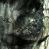 La Valse Des Monstres