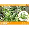 デザートの香りづけに「ミント」ハーブ缶 お部屋を浄化するハーブ