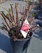 Merritt's Beauty Five Gallon Potted Hydrangea