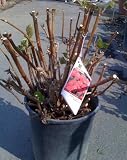Merritt's Beauty Five Gallon Potted Hydrangea