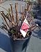 Merritt's Beauty Five Gallon Potted Hydrangea