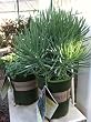 Serpents Blue Chalk Fingers "Senecio", One Gallon Plant by Monrovia Growers