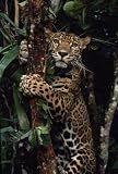 Wallmonkeys WM19598 A Jaguar Named Boo Climbs a Tree at the Belize Zoo Peel and Stick Wall Decals (24 in H x 16 in W)