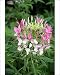 Photographic Prints of Cleome Spider flower from Ros Drinkwater