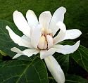 Venus Sweetshrub - Calycanthus - Fragrant! - Hardy!