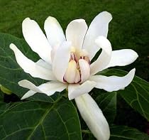 Venus Sweetshrub Calycanthus