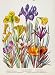 Iris Niarcissus Crocus Flower Plant Old Print C1964 Art