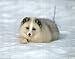 White Artic Fox In Snow Animal Art Poster Print - 20