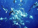 Blue Planet - Seas of Life