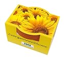 Mini-Pflanzset Zwergsonnenblume