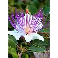Tropica - Kr�uter - Echter Kapernstrauch (Capparis spinosa) - 25 Samen