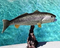 Taxidermy 20" Fiberglass Weakfish Sculpture Statue