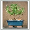Rosemary Bonsai Tree