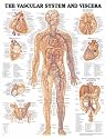 Vascular System and Viscera Anatomical Chart Laminated