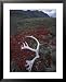 Antler Amid Alpine Bearberry, Brooks Range, Arctic National Wildlife Refuge, Alaska, USA Places Framed Art Poster Print by Hugh Rose, 25x31