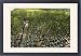 Framed Prints of GP-208 Nursery of young mangrove shoots used to reintroduce mangrove stands from Ardea Wildlife Pets