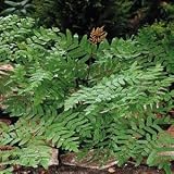 Fern Root
