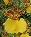 Onc. Jiuhbao Gold 'Tainan' AM/AOS