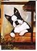 boston_terrier9boston terrier - Boston Terrier